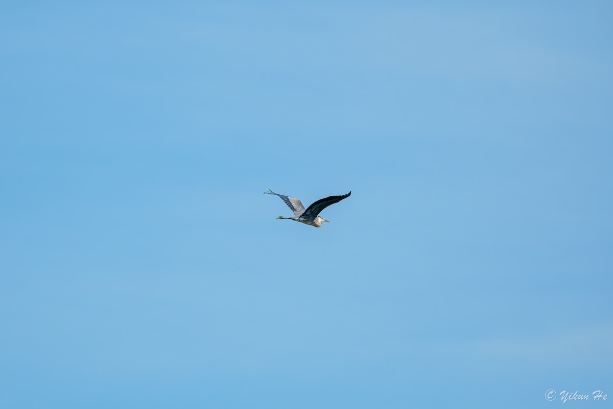 Great Blue Heron - ML638006141