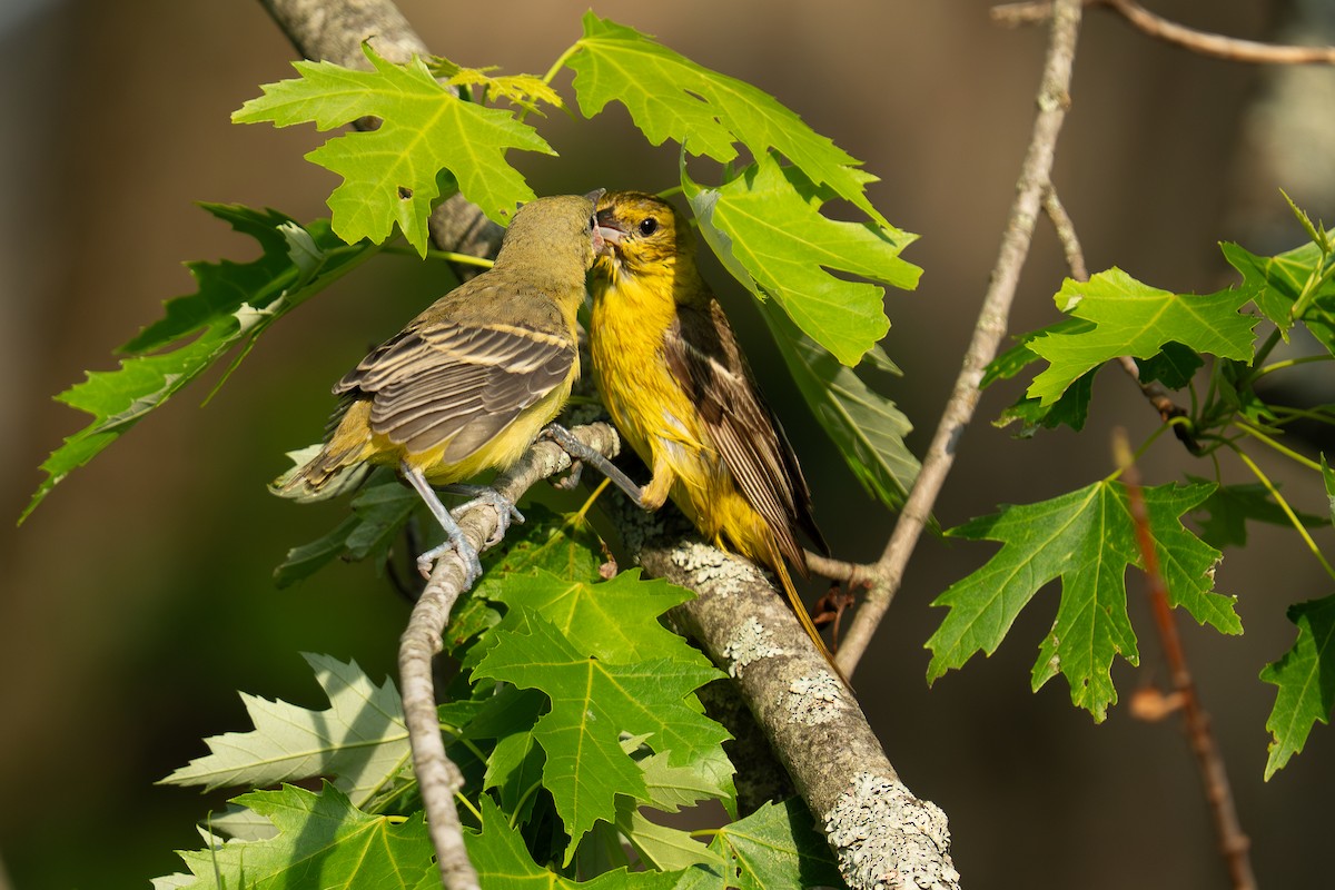Orchard Oriole - ML638006145