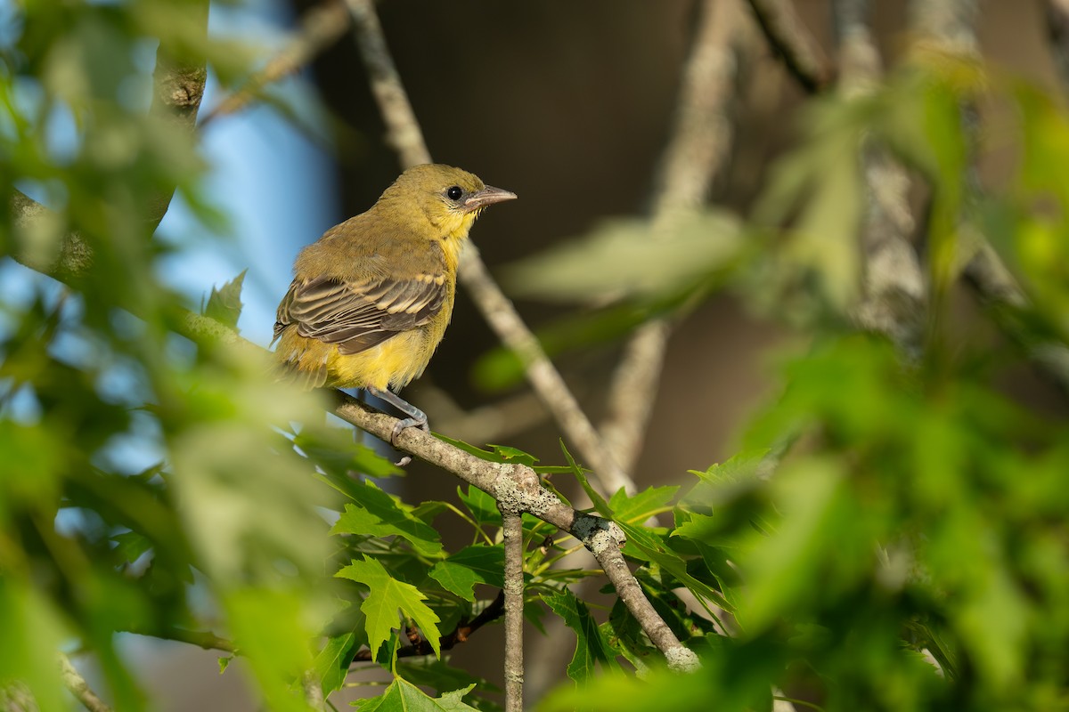 Orchard Oriole - ML638006165