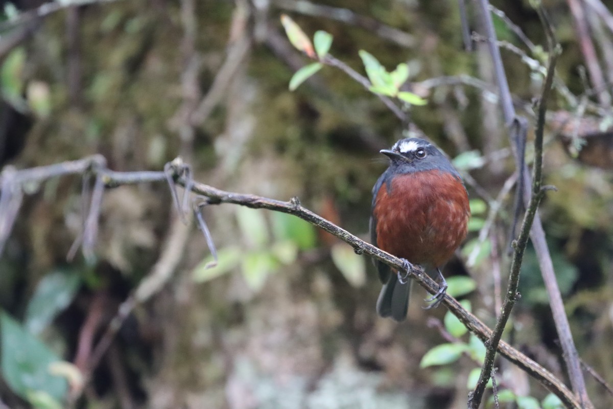Chestnut-bellied Chat-Tyrant - ML638006205