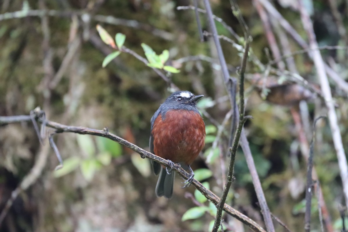 Chestnut-bellied Chat-Tyrant - ML638006206