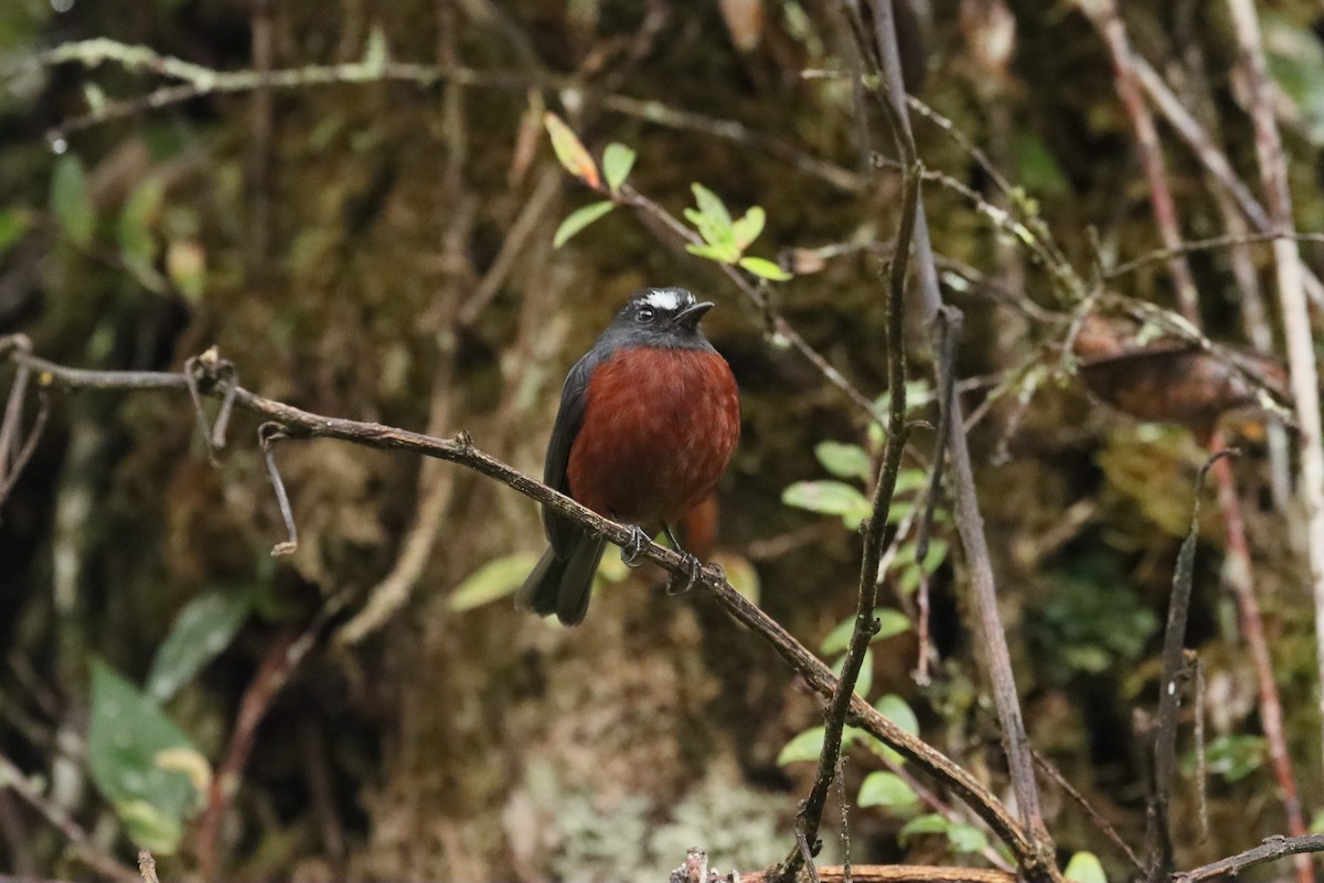 Chestnut-bellied Chat-Tyrant - ML638006207