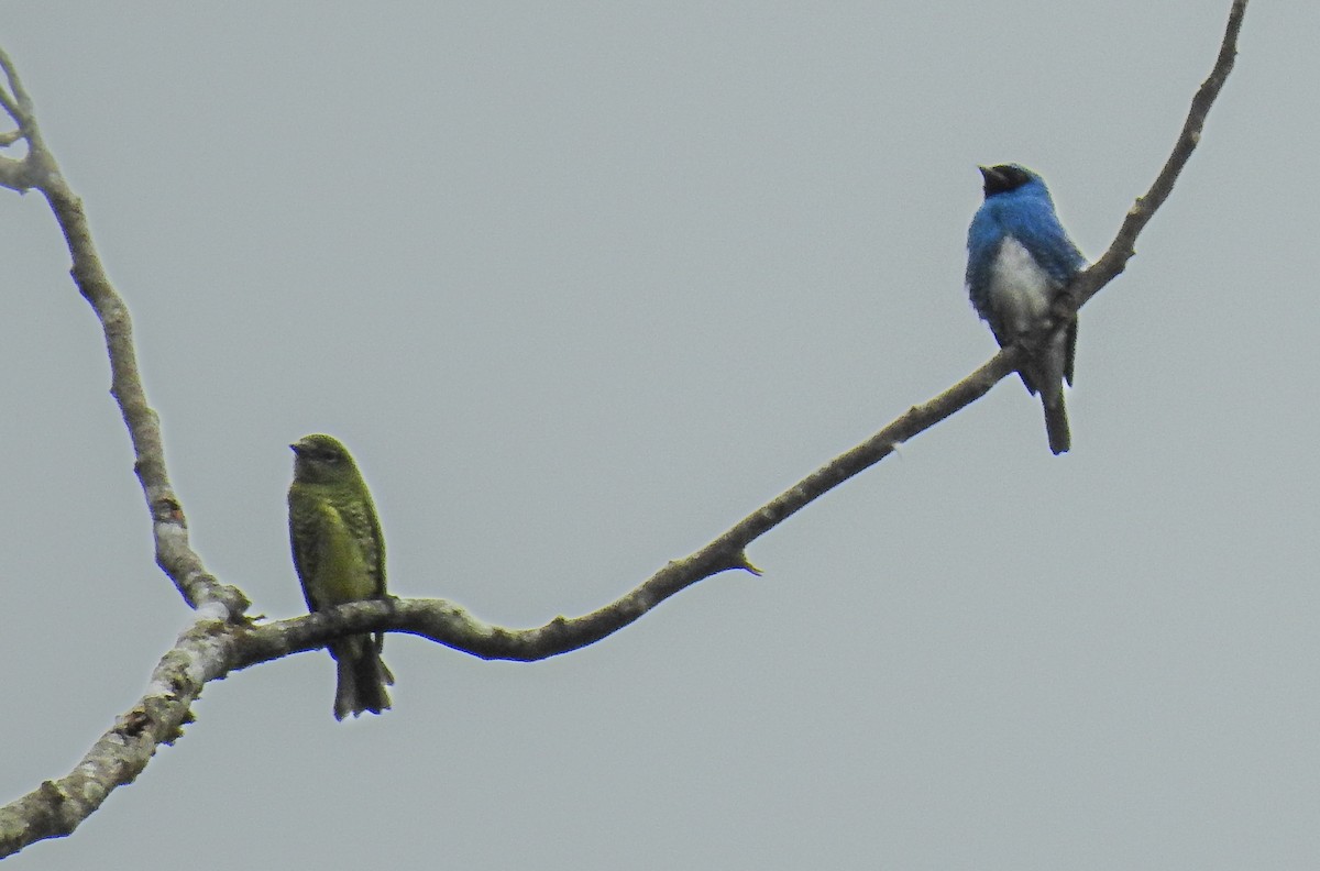 Swallow Tanager - ML638006216