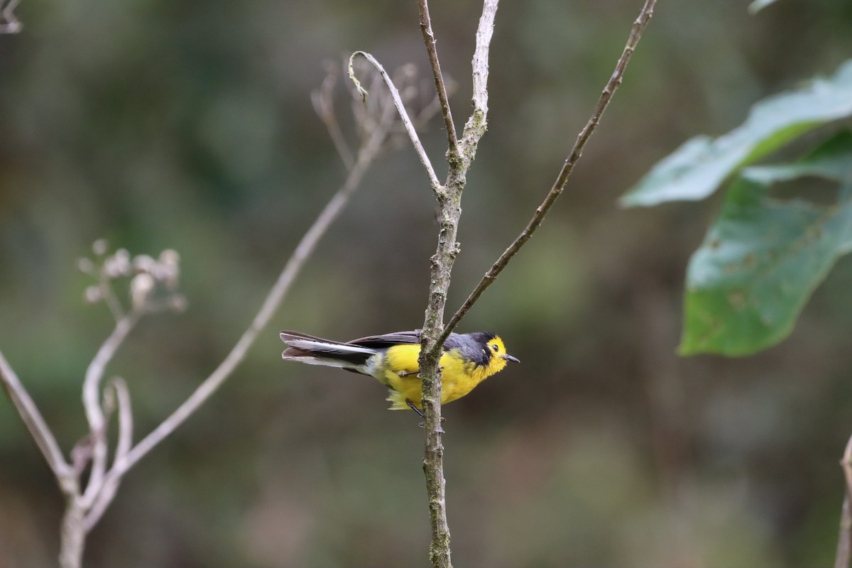 Golden-fronted Redstart - ML638006244