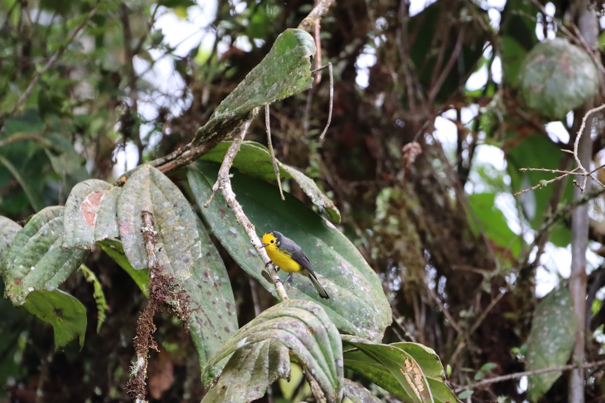 Golden-fronted Redstart - ML638006245