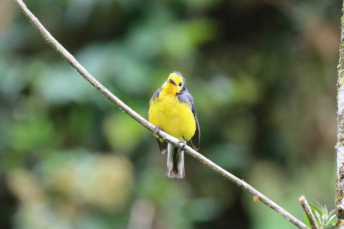 Golden-fronted Redstart - ML638006246