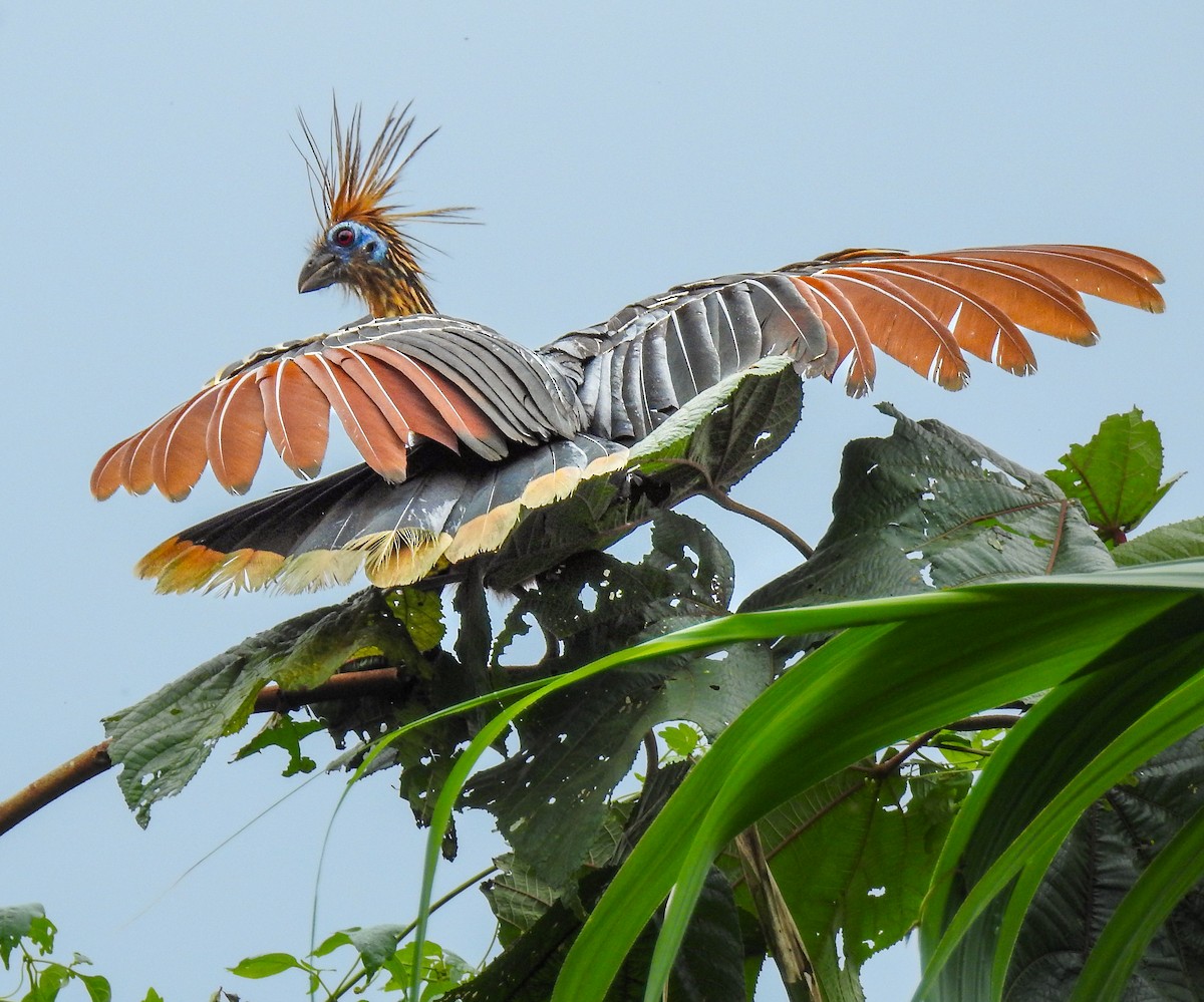Hoatzin - ML638006257