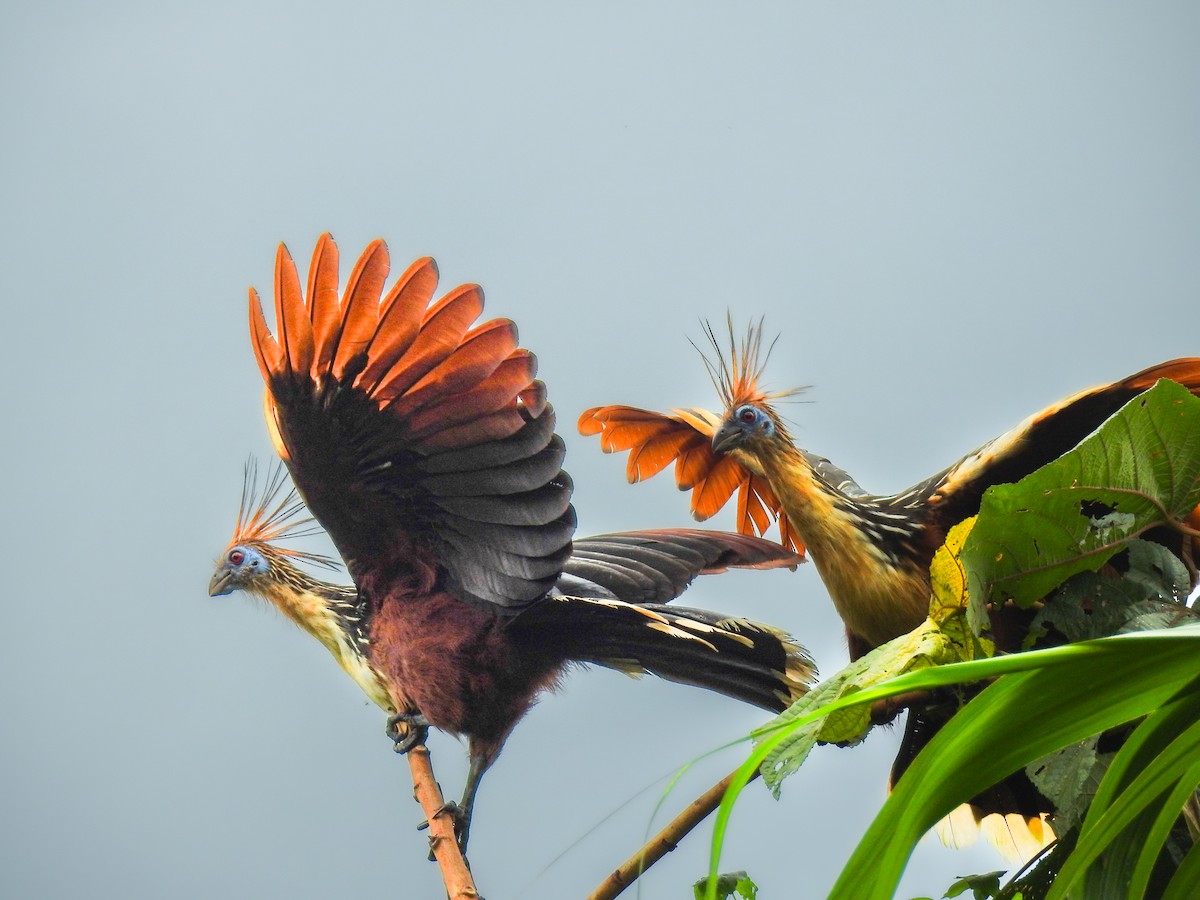Hoatzin - ML638006260