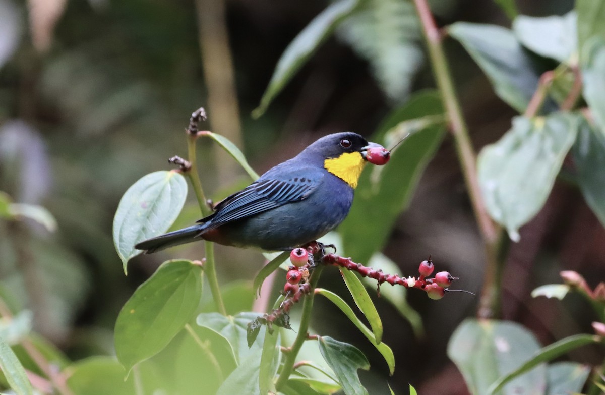 Purplish-mantled Tanager - ML638006263