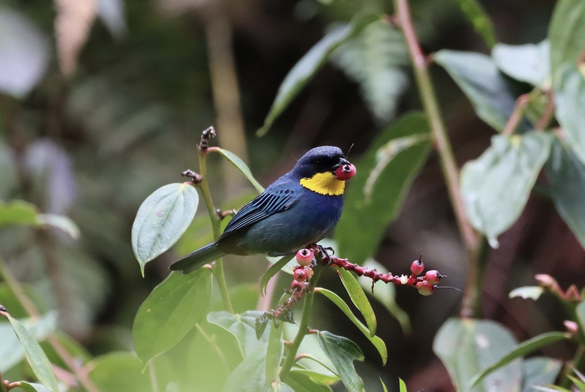 Purplish-mantled Tanager - ML638006264