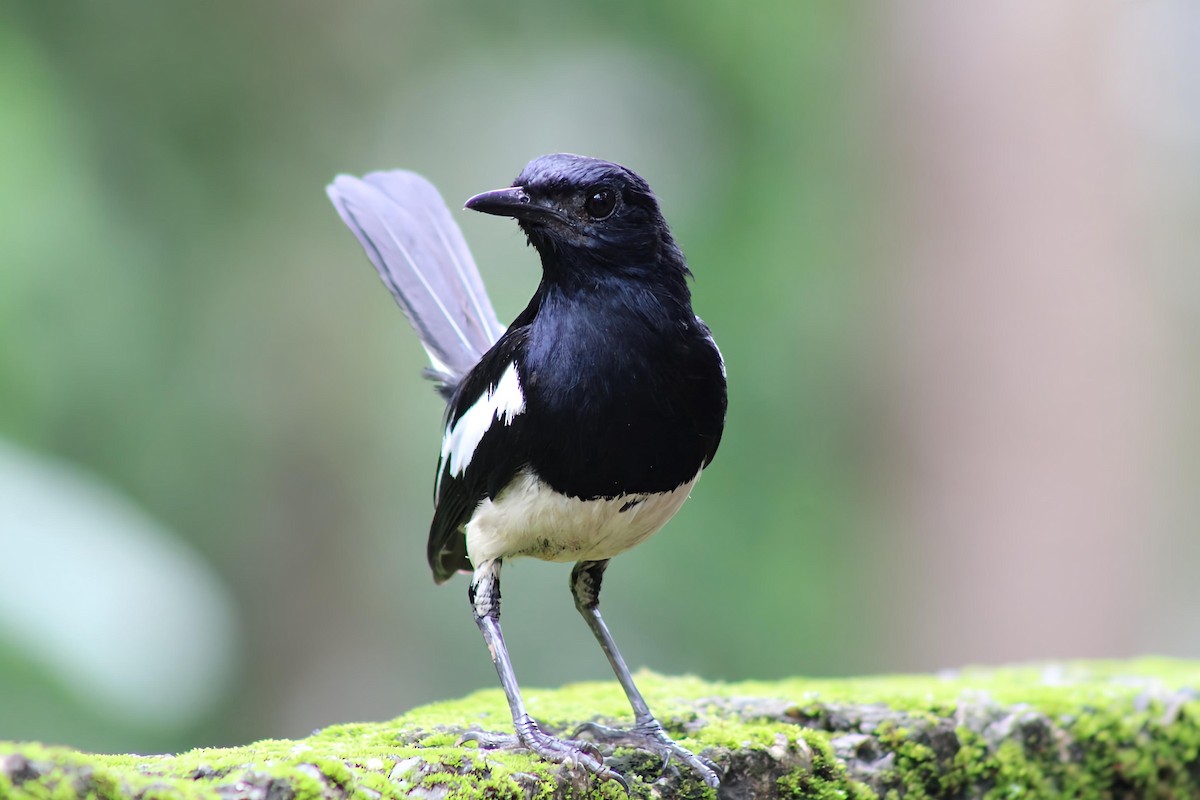 Oriental Magpie-Robin - ML638006271