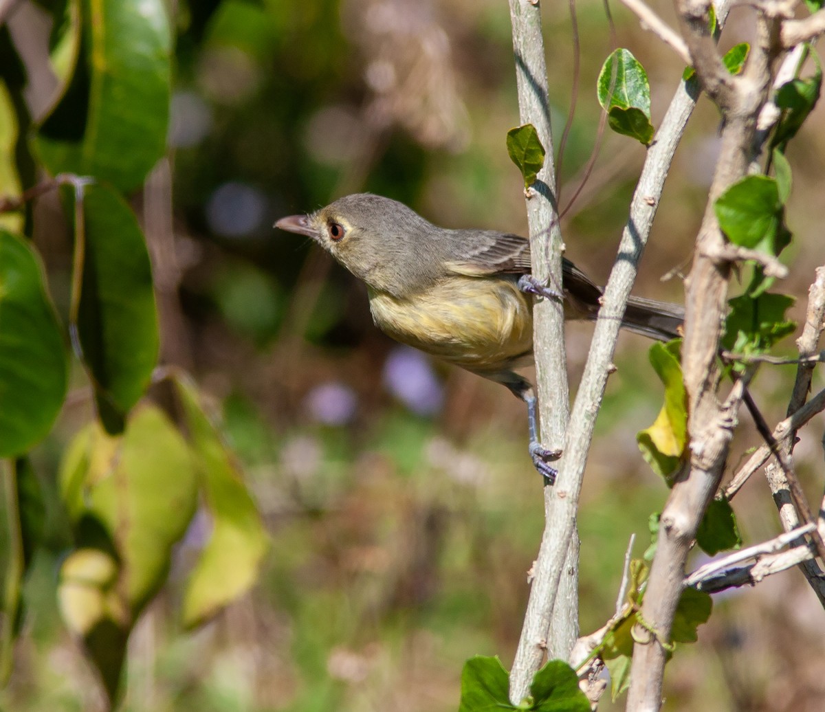 Cuban Vireo - ML638006274