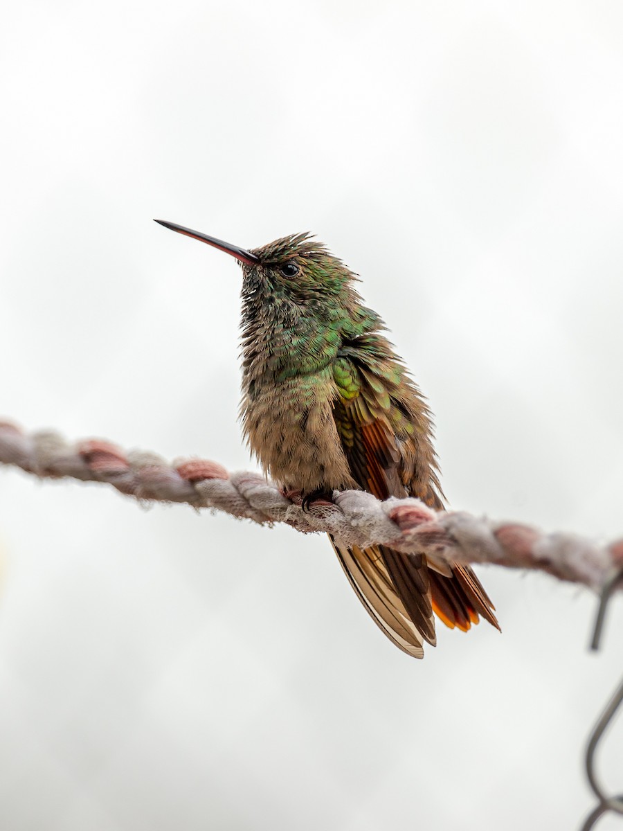 Berylline Hummingbird (Northern) - ML638006298