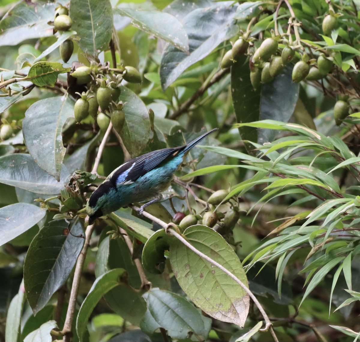 Metallic-green Tanager - ML638006301