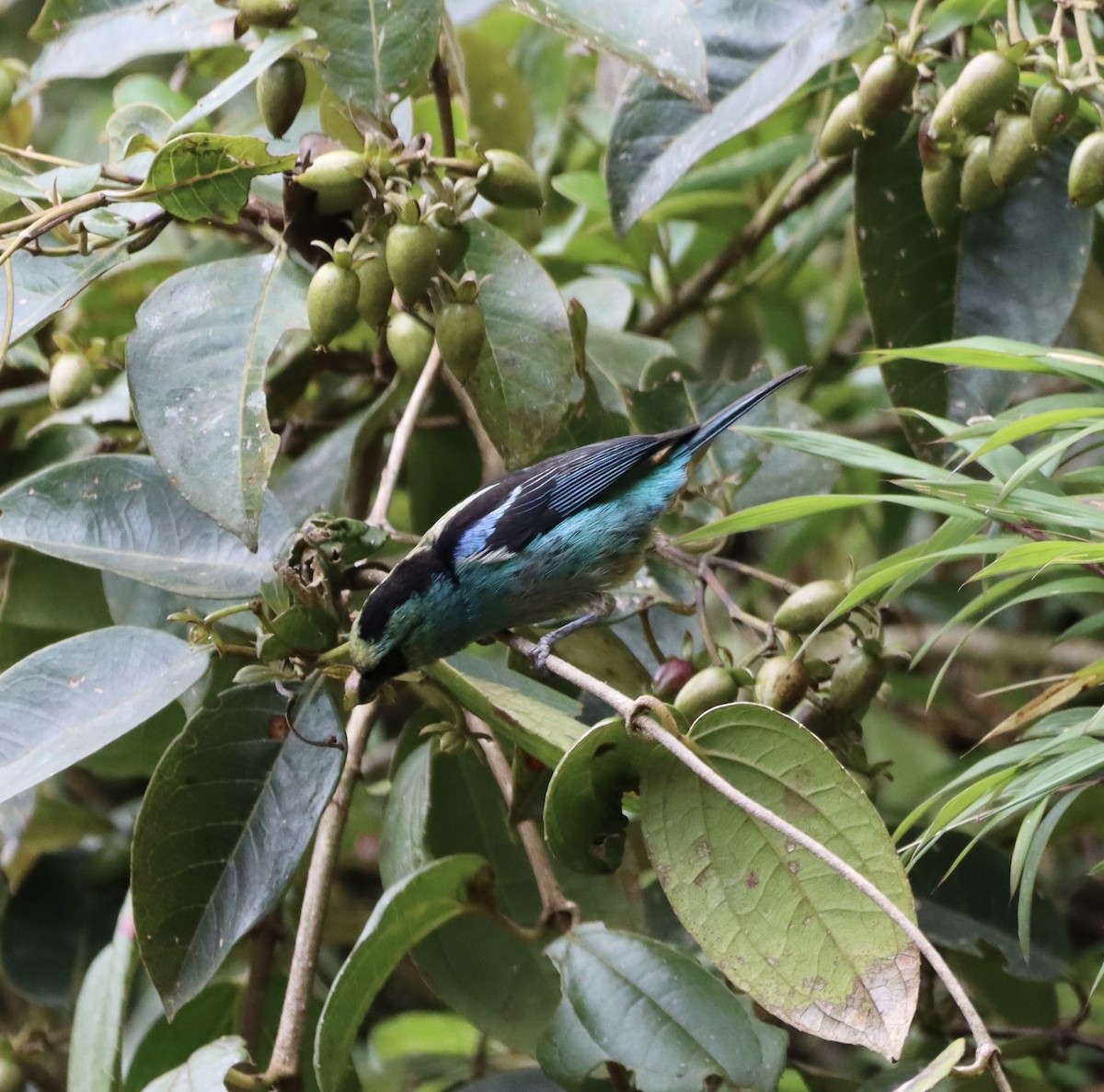Metallic-green Tanager - ML638006302