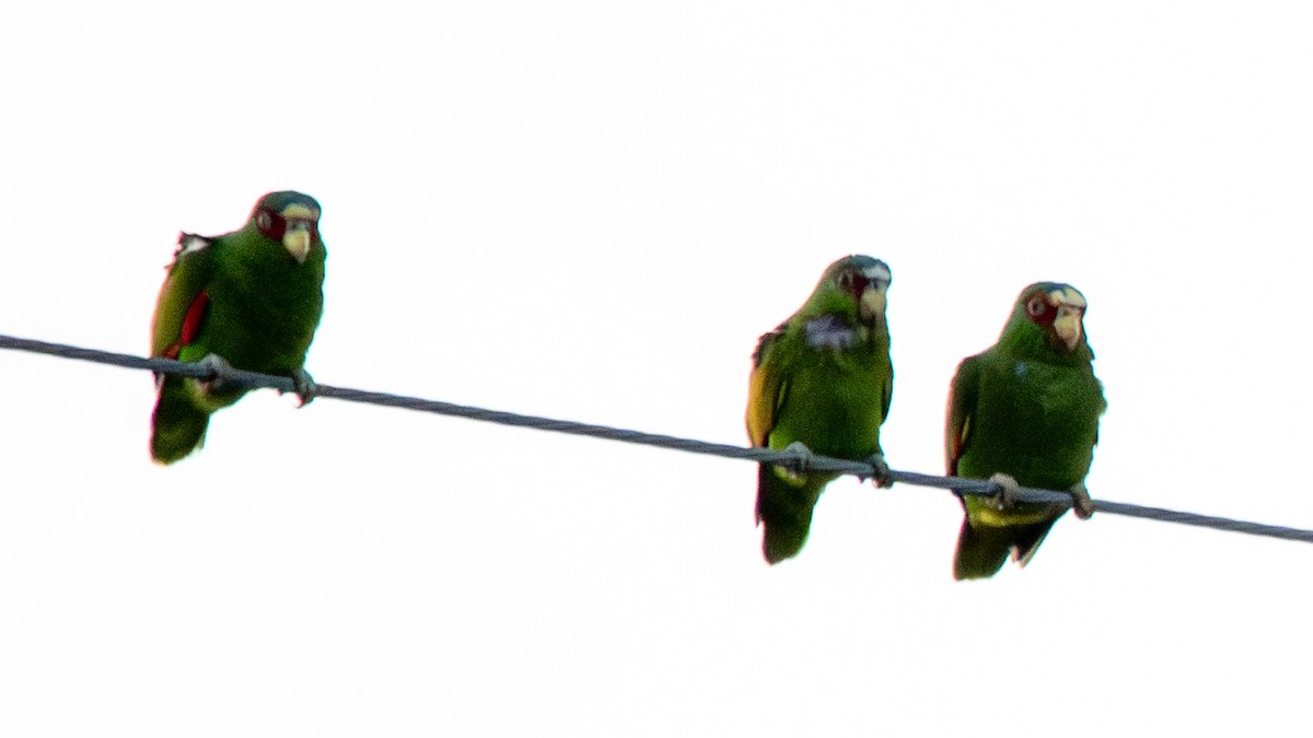 White-fronted Amazon - ML638006307