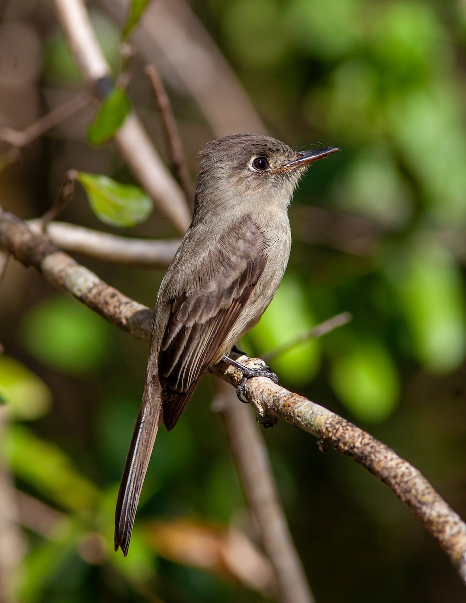 Cuban Pewee - ML638006308