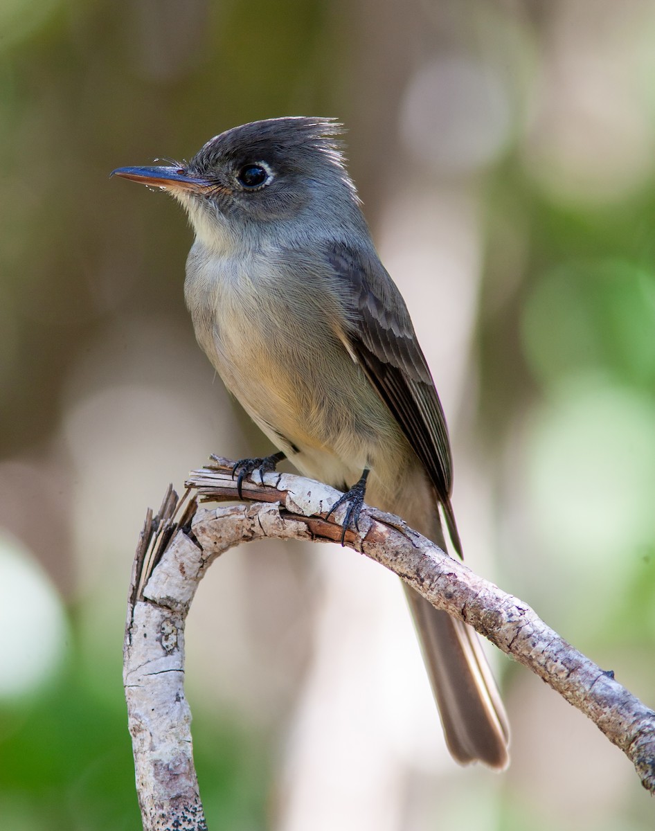 Cuban Pewee - ML638006312