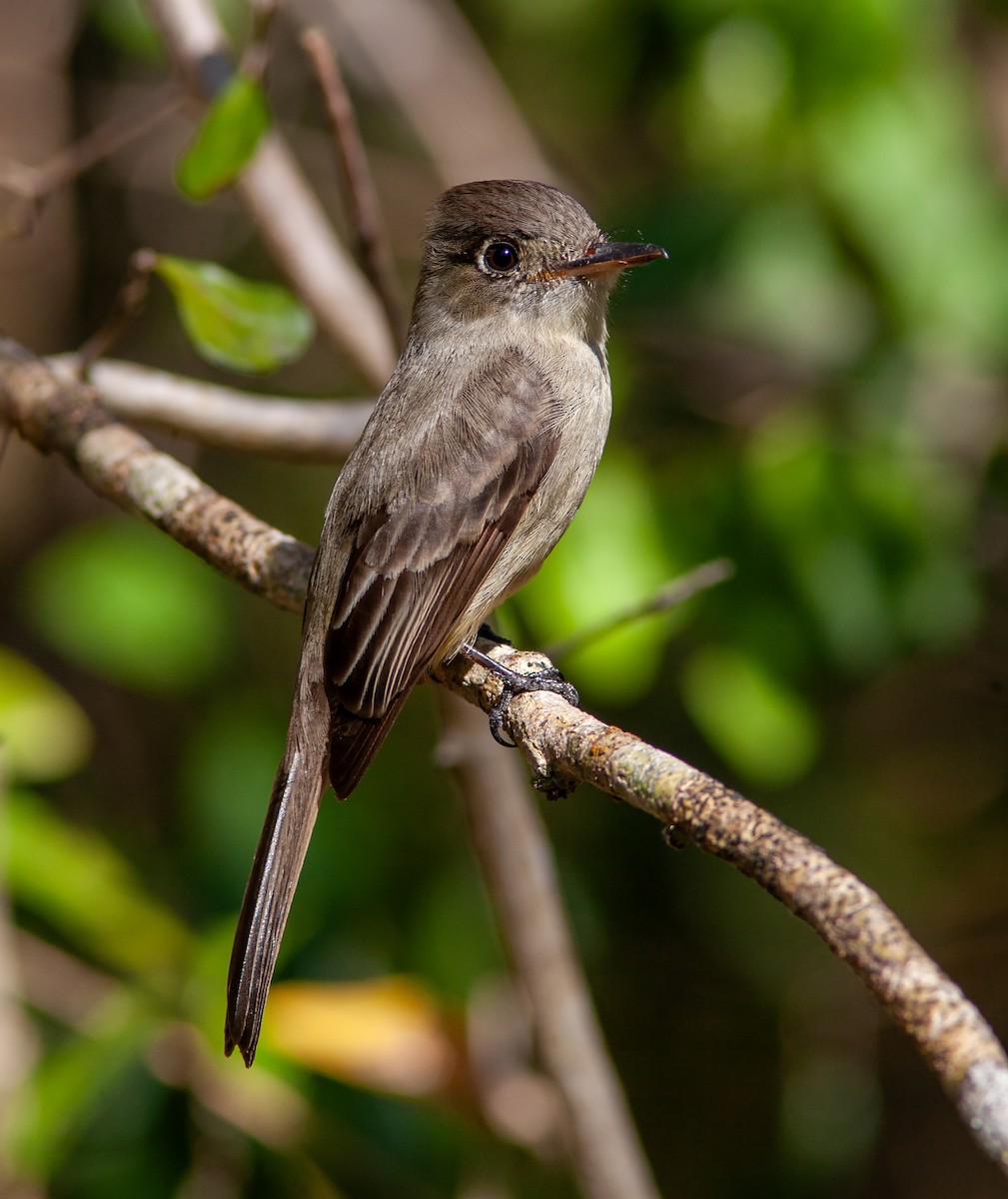 Cuban Pewee - ML638006316