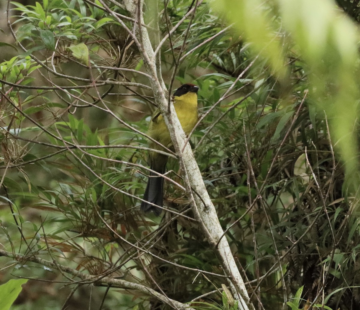 Yellow-breasted Brushfinch - ML638006368