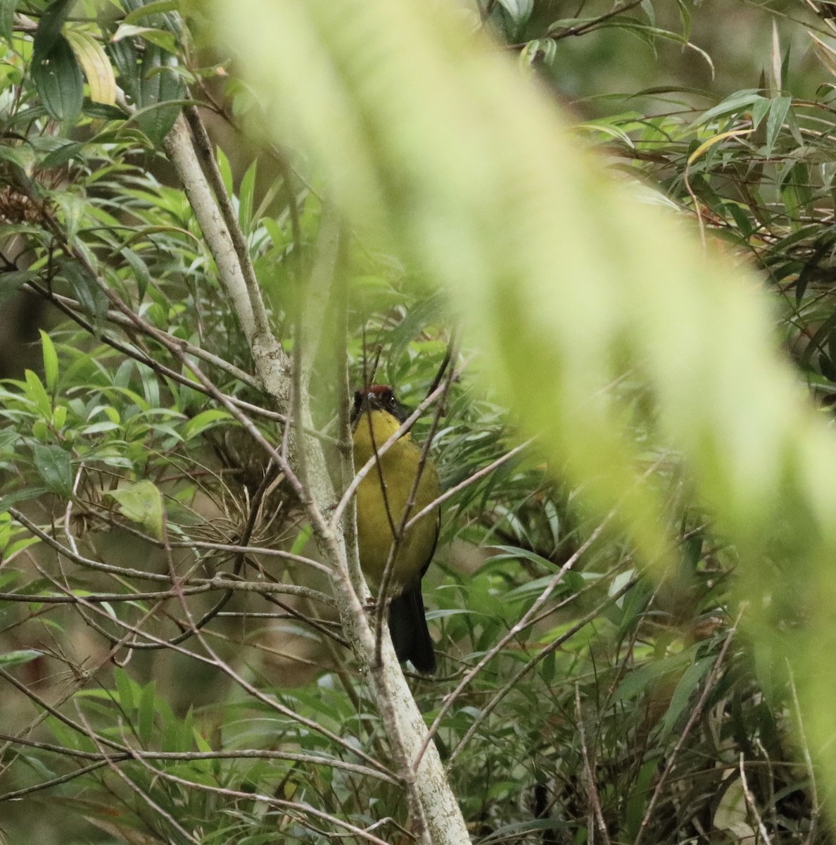Yellow-breasted Brushfinch - ML638006369