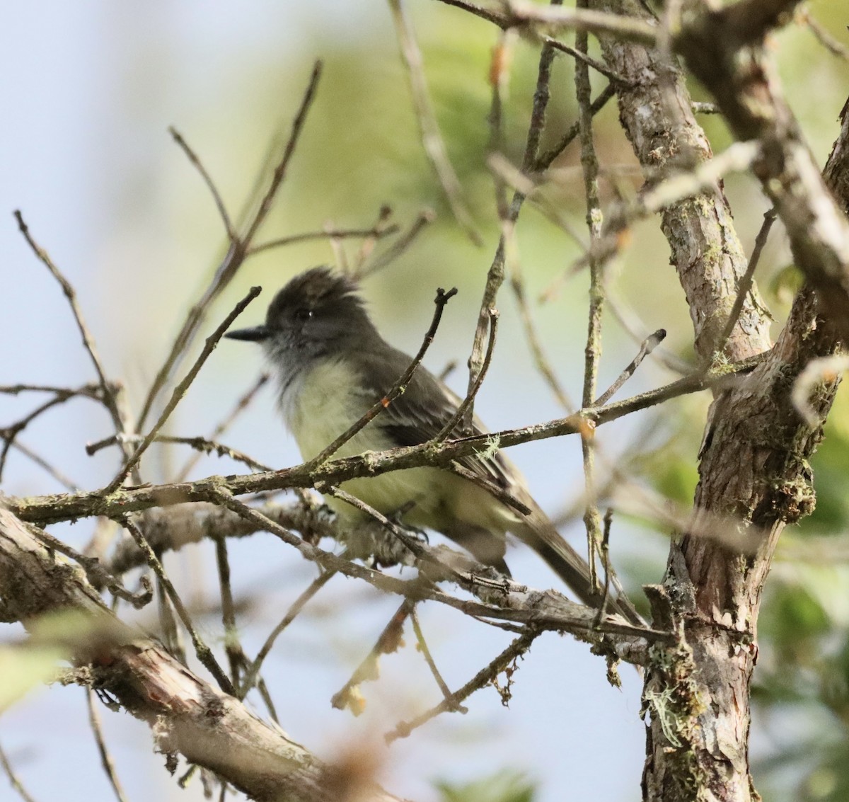 Apical Flycatcher - ML638006395