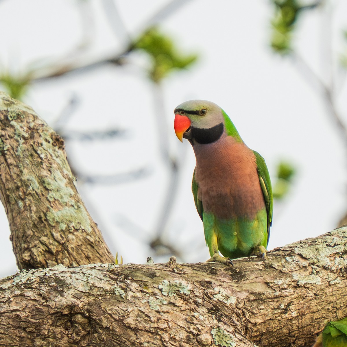 Red-breasted Parakeet - ML638006401