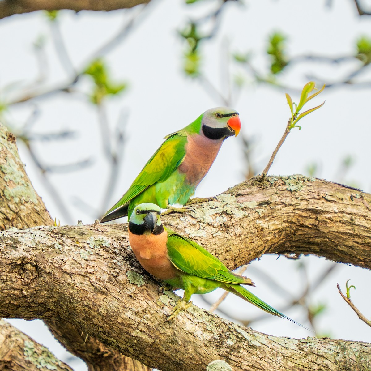Red-breasted Parakeet - ML638006402