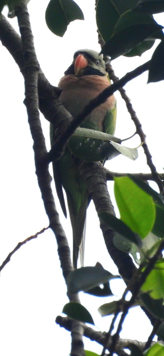 Red-breasted Parakeet - ML638006405