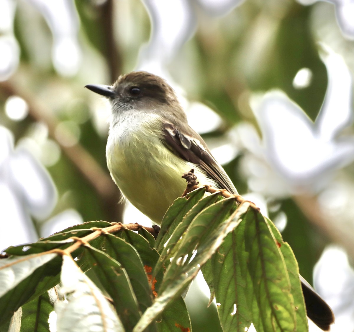 Pale-edged Flycatcher - ML638006408