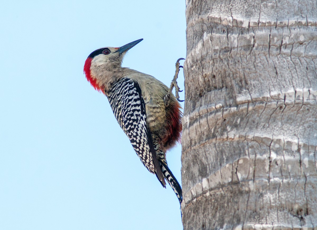 West Indian Woodpecker - ML638006434