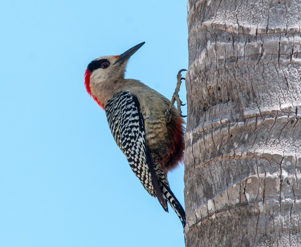 West Indian Woodpecker - ML638006436