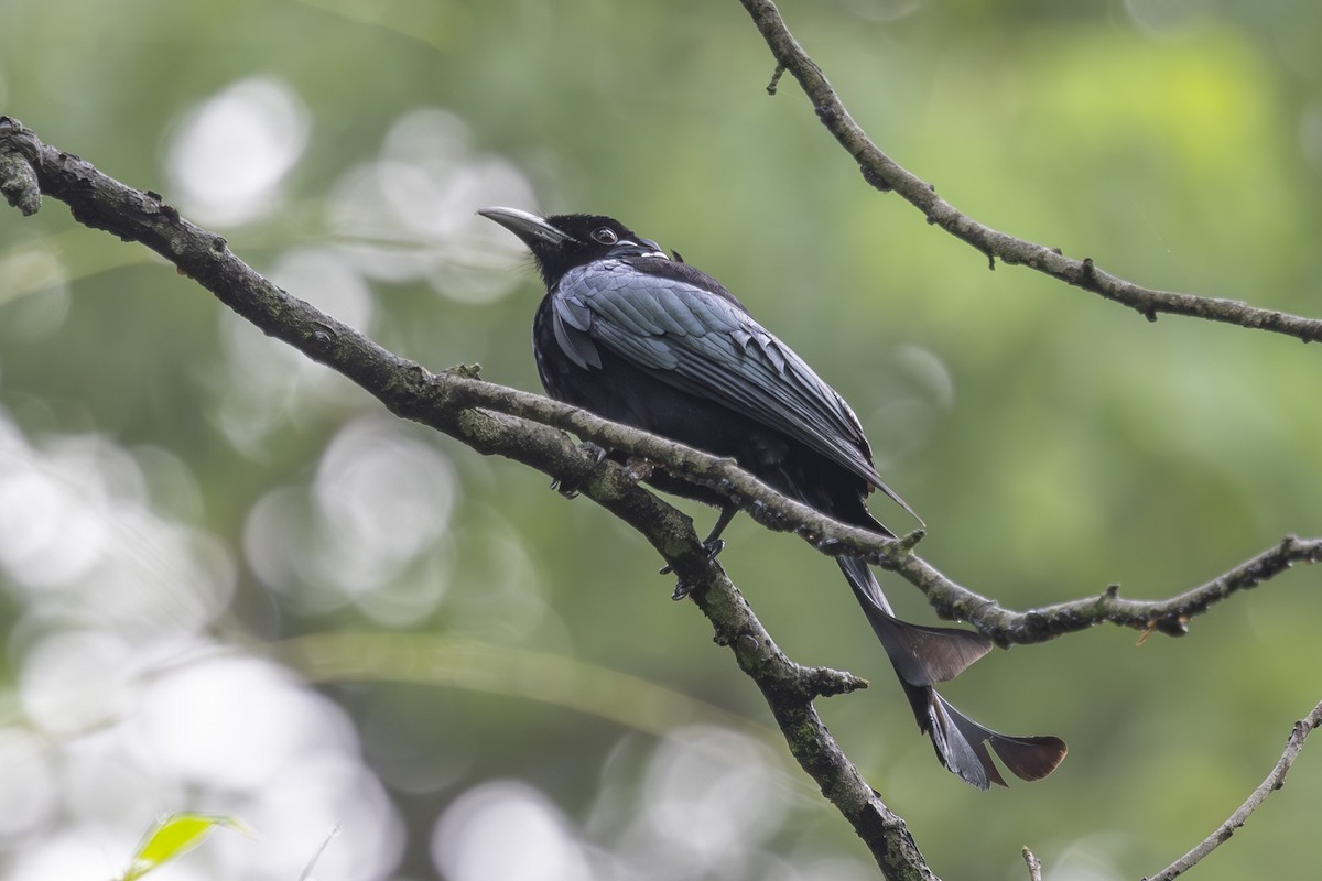 Hair-crested Drongo - ML638006437