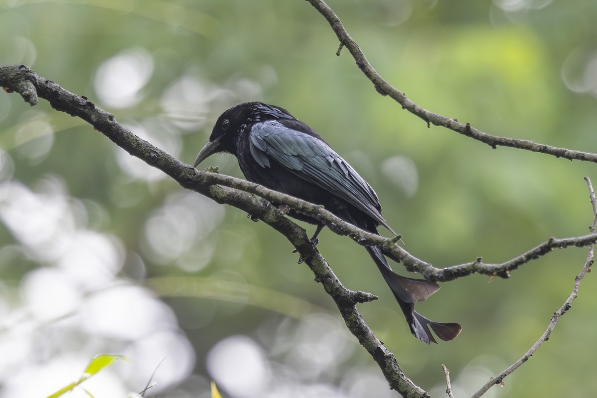 Hair-crested Drongo - ML638006439