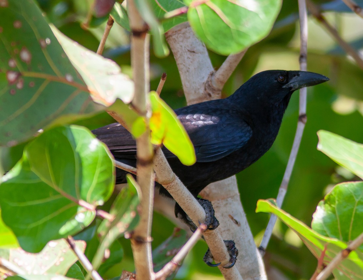 Cuban Crow - ML638006445
