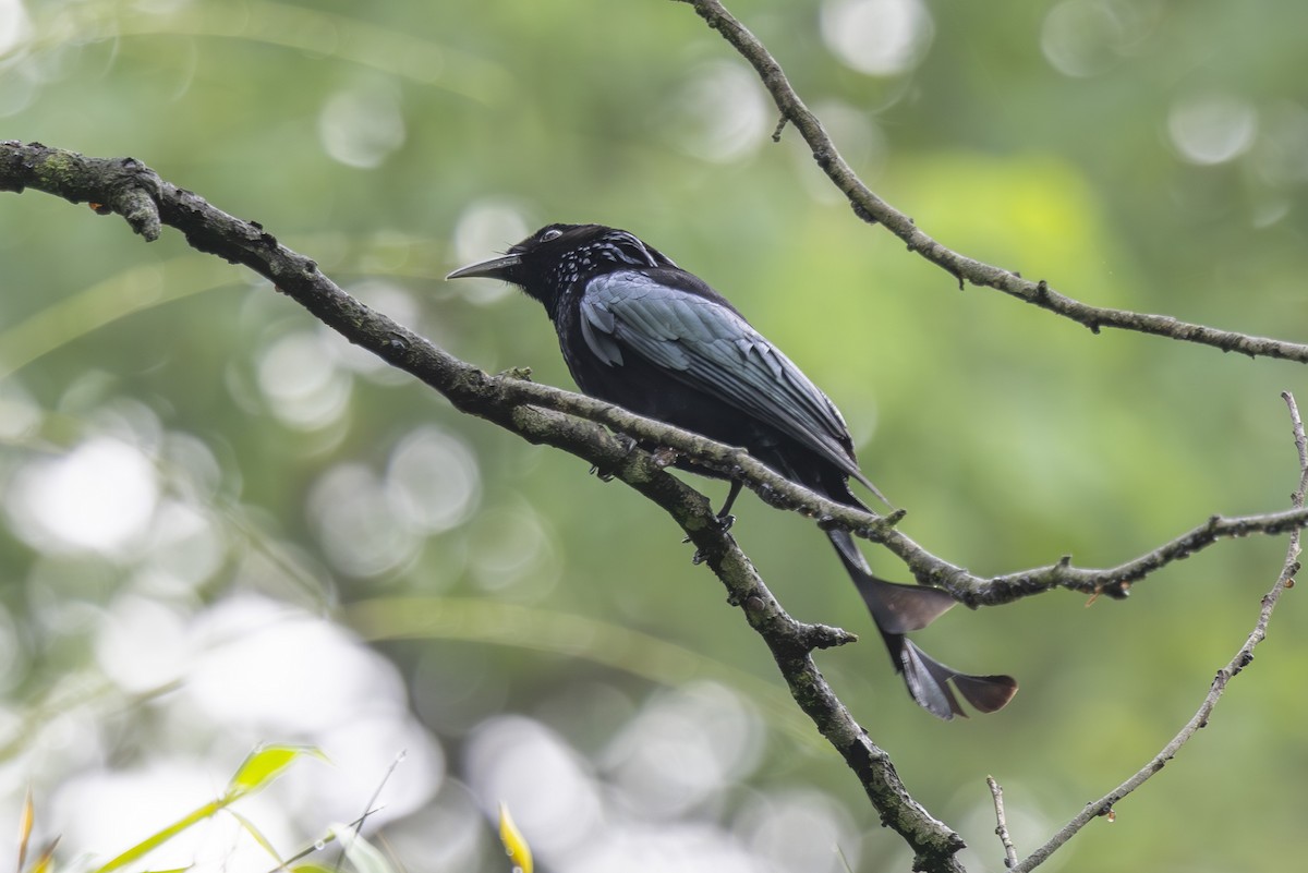 Hair-crested Drongo - ML638006448