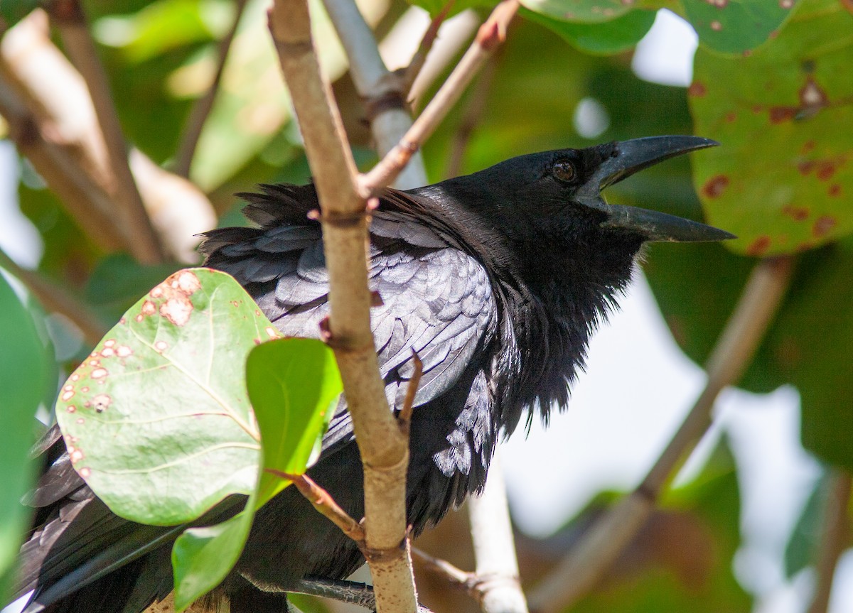 Cuban Crow - ML638006450