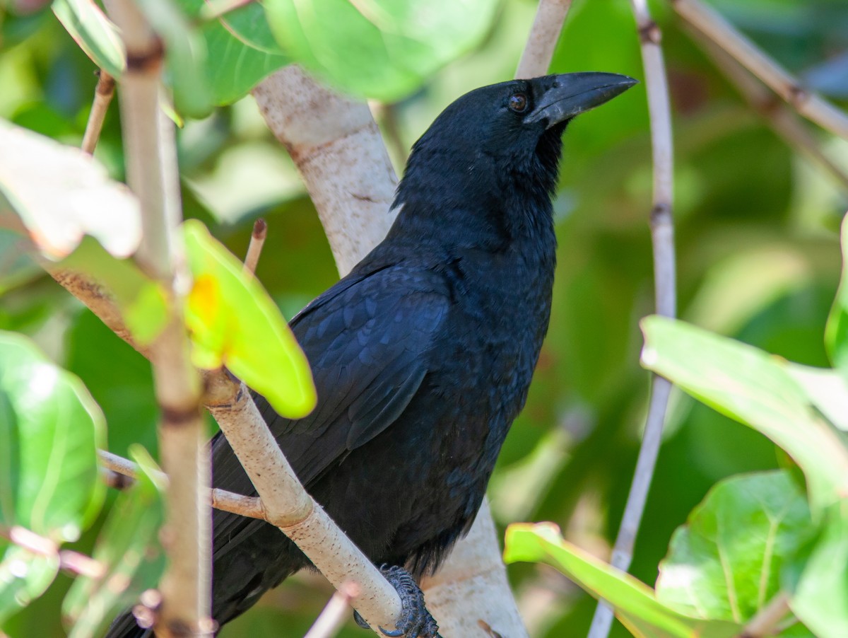 Cuban Crow - ML638006453