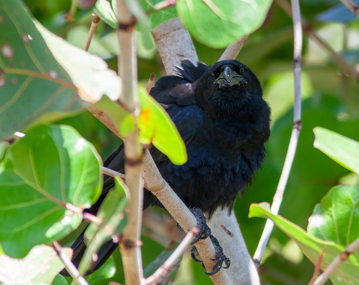 Cuban Crow - ML638006457