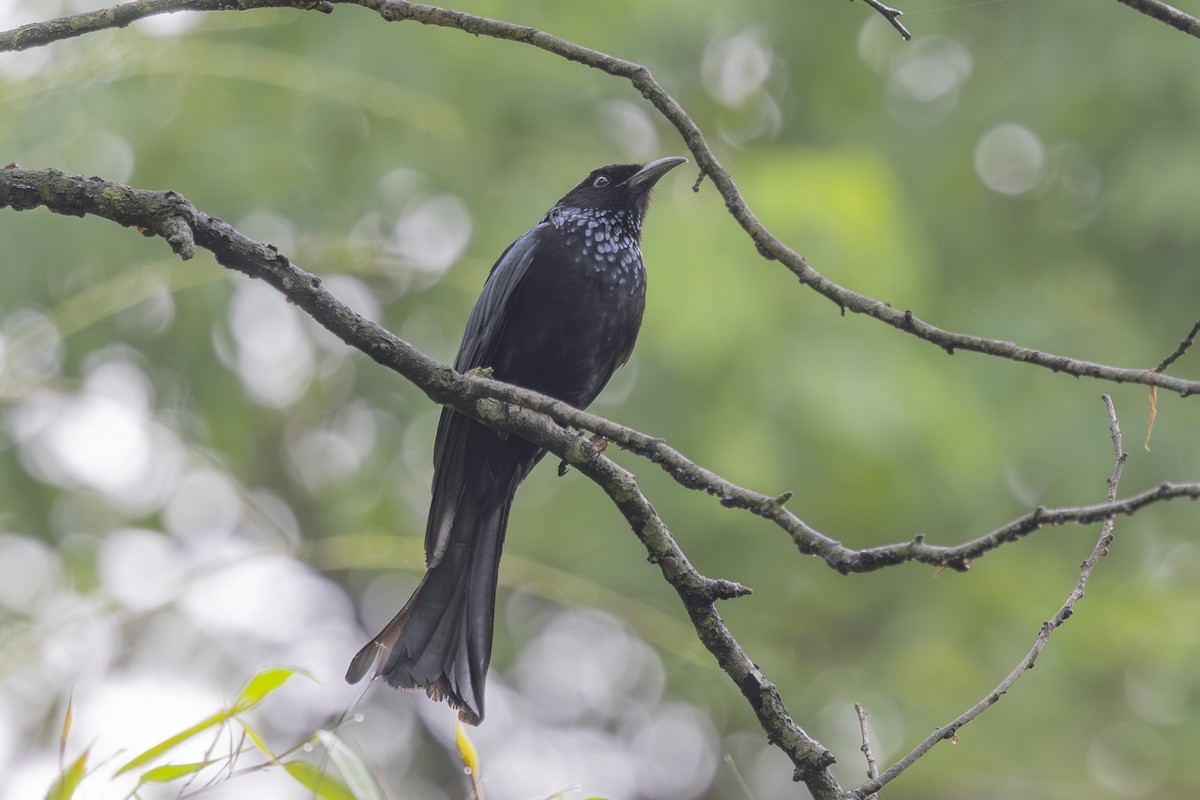 Hair-crested Drongo - ML638006461