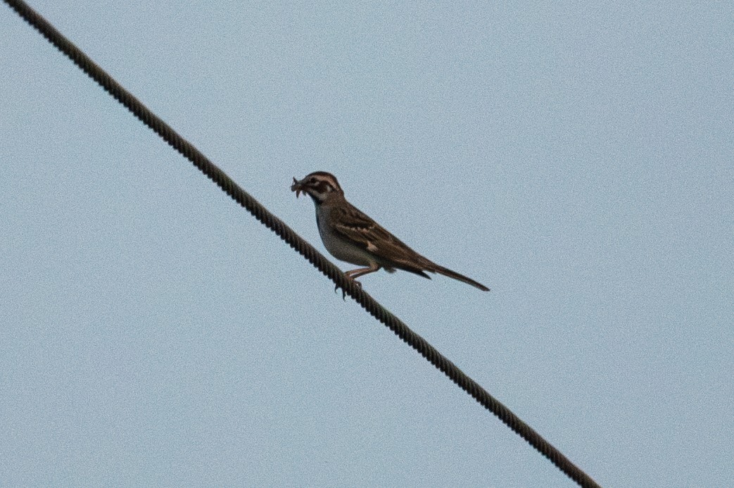 Lark Sparrow - ML638006481