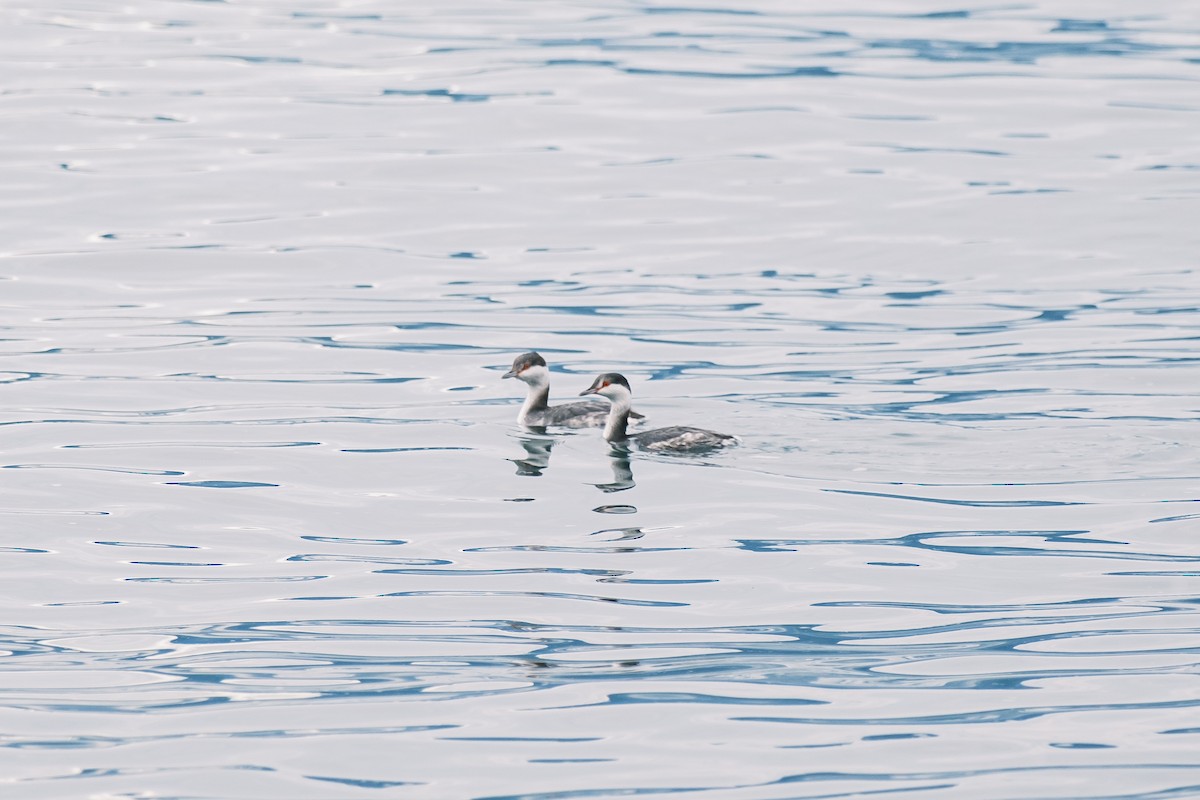Horned Grebe - ML638006528