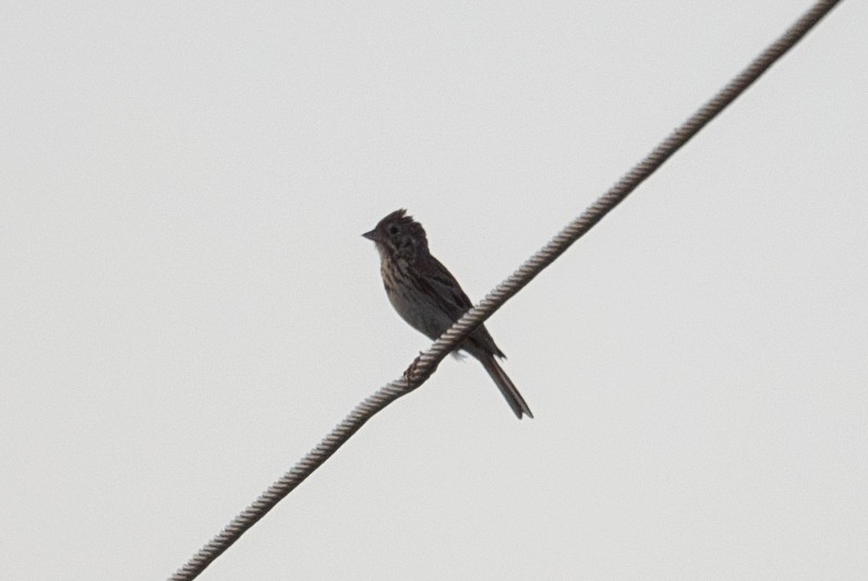 Vesper Sparrow - ML638006529