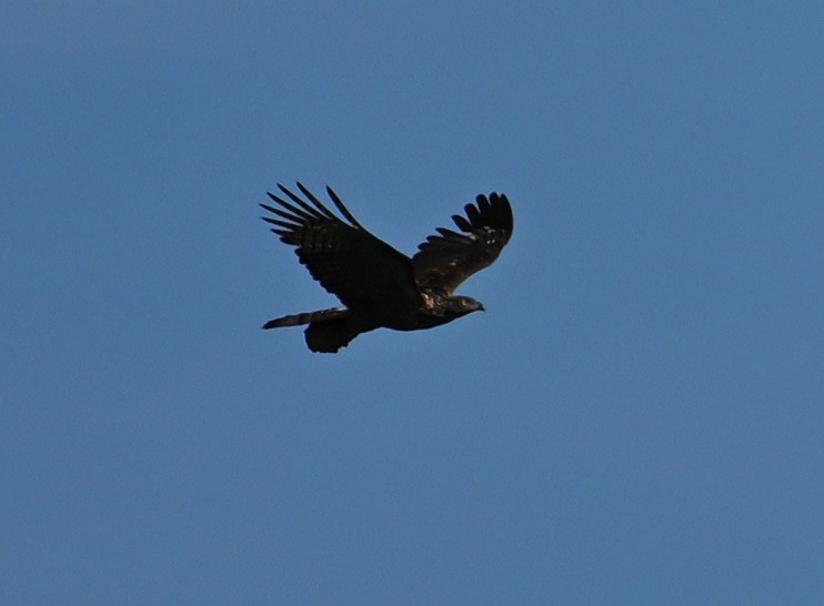 Oriental Honey-buzzard - ML638006530