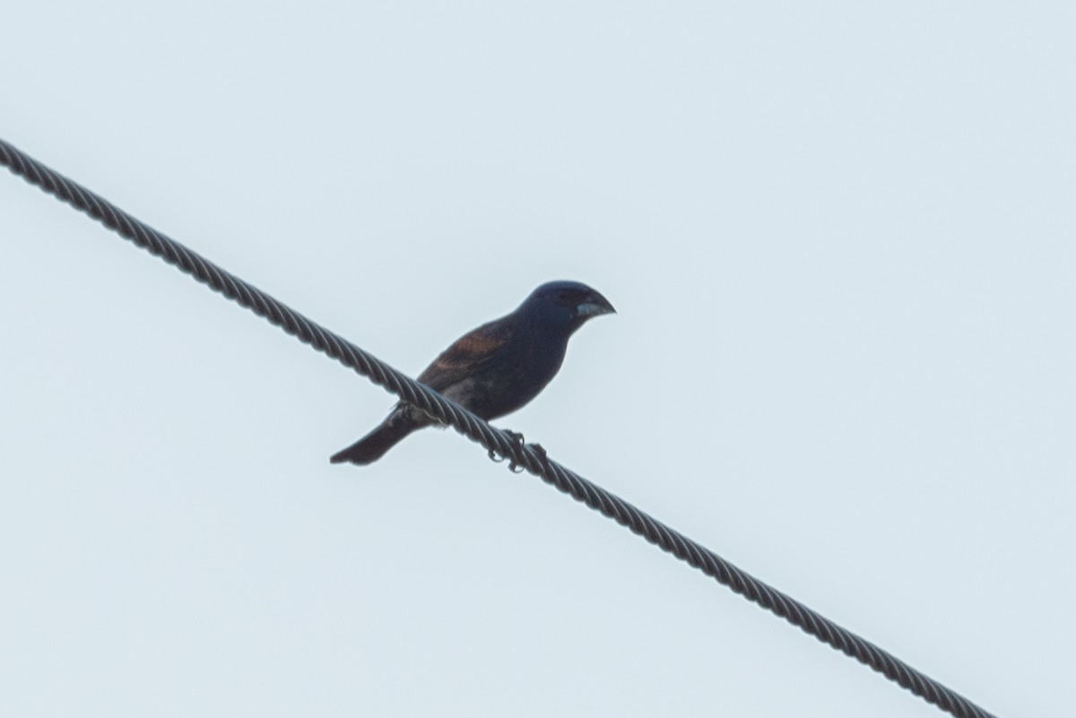 Blue Grosbeak - ML638006536