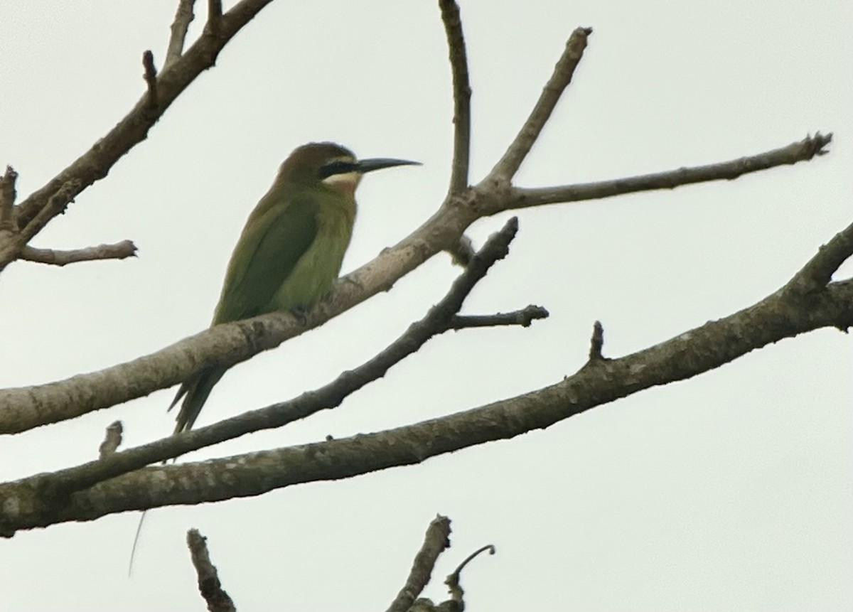 Olive Bee-eater - ML638006538