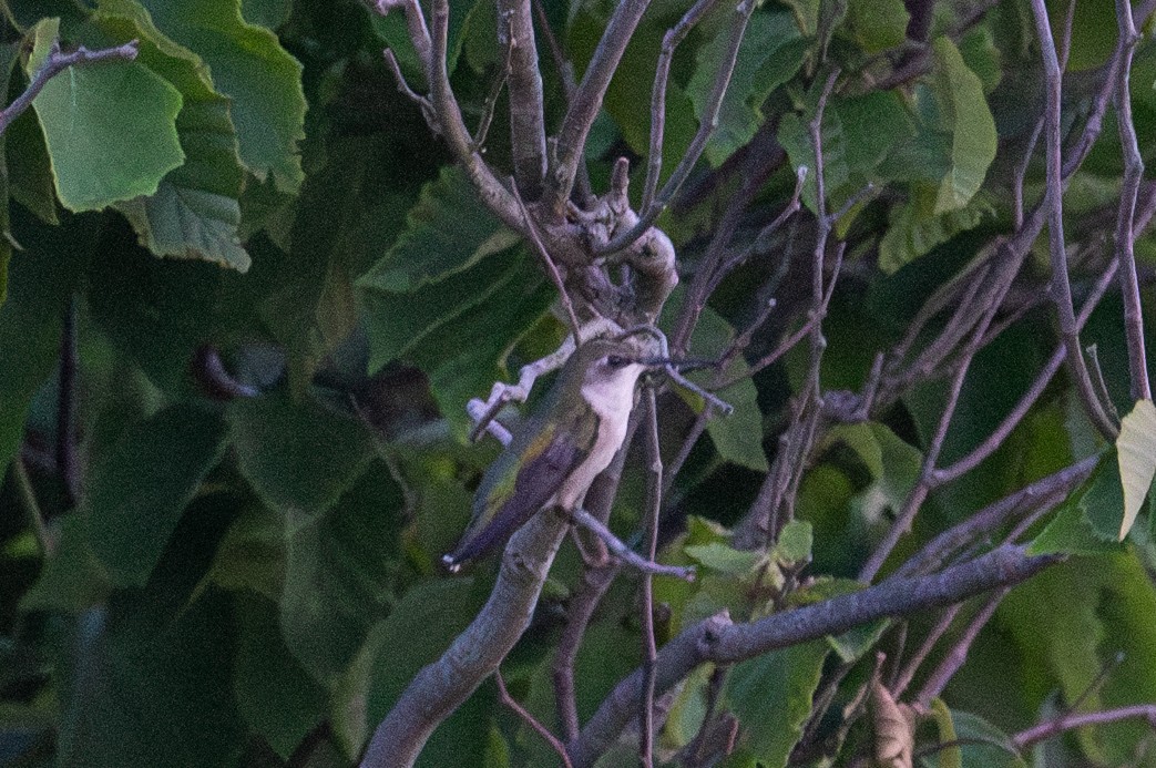 Ruby-throated Hummingbird - ML638006541