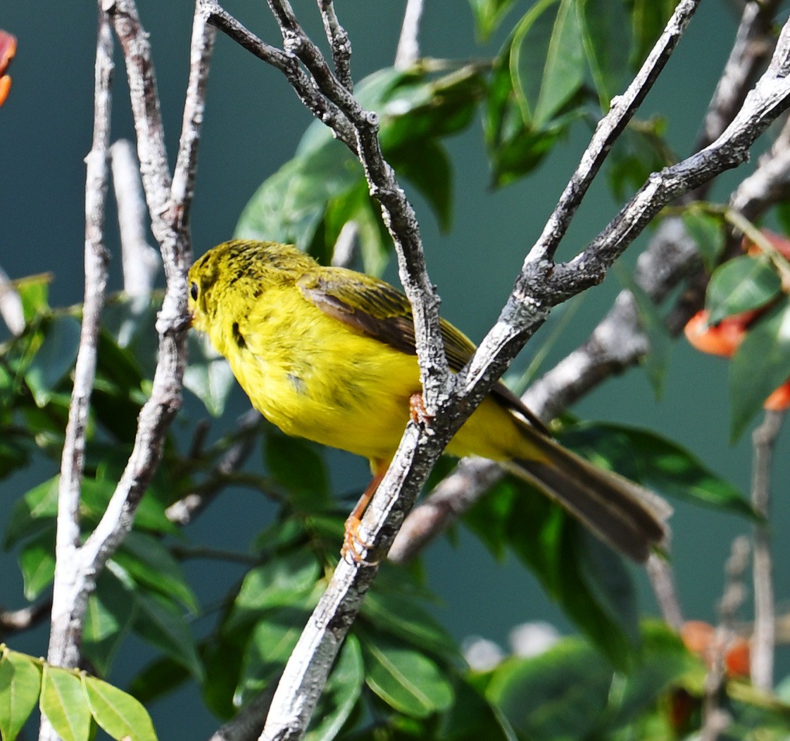 Citrine Canary-Flycatcher - ML638006545