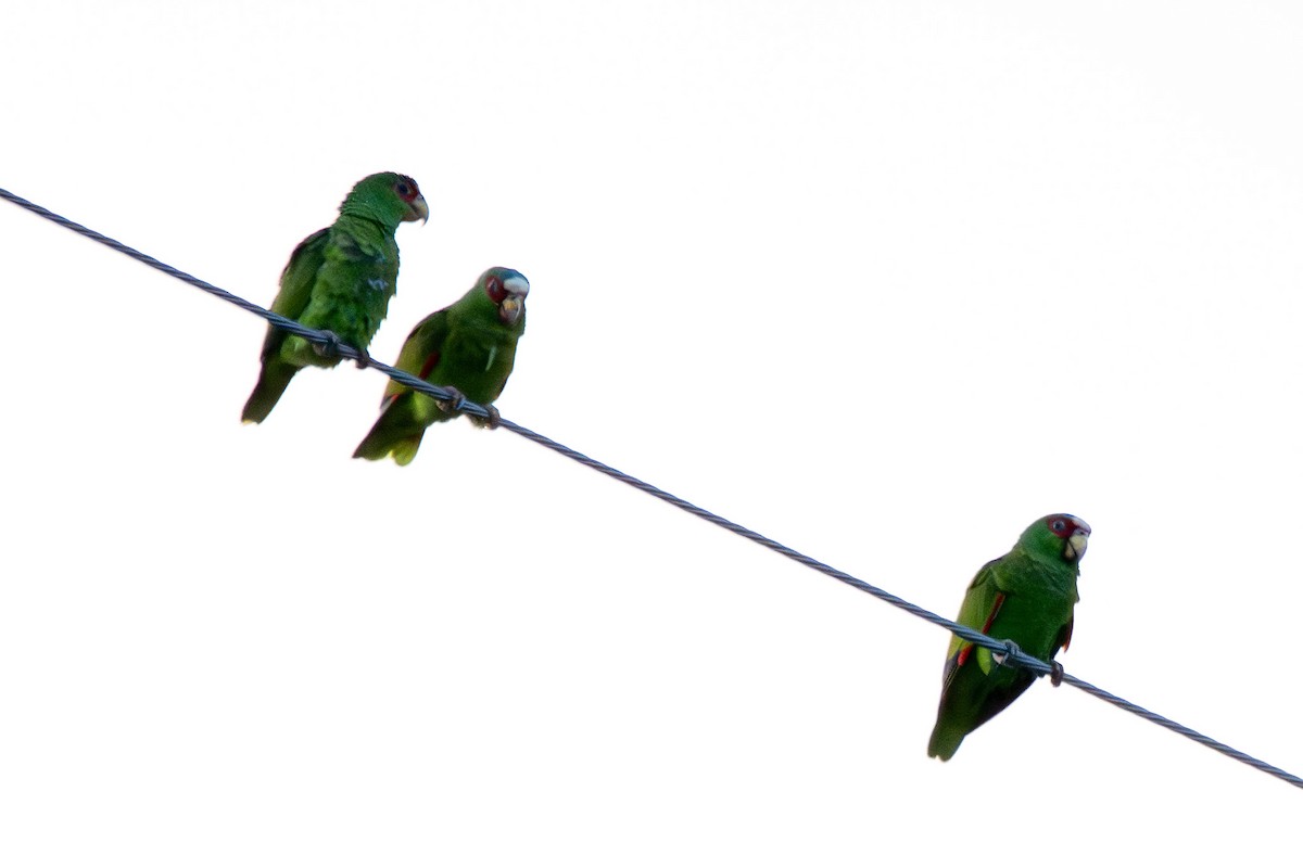 White-fronted Amazon - ML638006567
