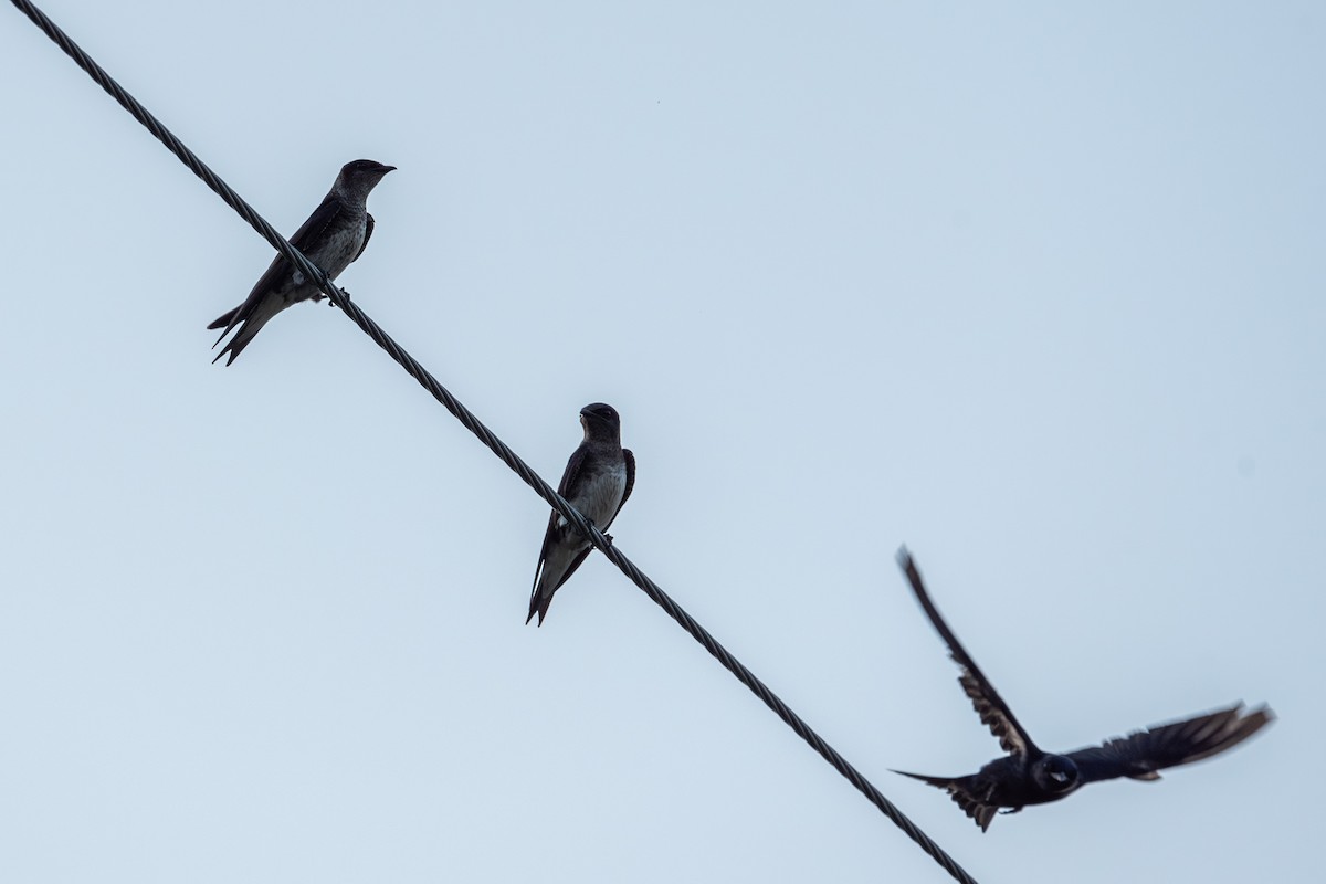 Purple Martin - ML638006570